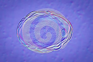Fat cell, or adipose cell
