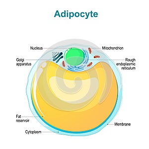 Fat cell anatomy. Adipocyte structure photo
