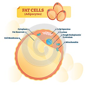 Fat cell structure vector illustration. Labeled anatomical adipocyte diagram