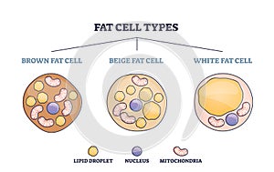 Fat cell types as adipocyte division in brown, beige or white outline diagram photo