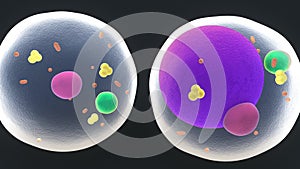 Fat Cells or Adipocytes