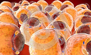 Grasso cellule tessuto.. dentro Uomo organismo 