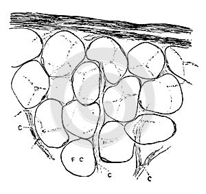 Fat Cells with Capillary Vessels, vintage illustration