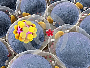 Human fat cells magnification