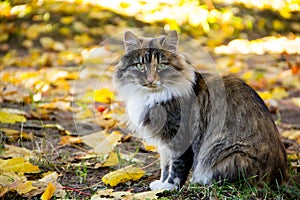 A fat-cheeked tricolor cat basks in the sun in the autumn leaves