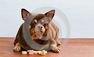 Fat Chihuahua dog bored of face, sitting on the desk.