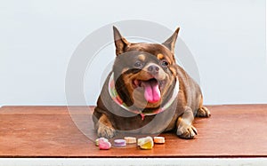 Fat Chihuahua dog, sitting on the desk.