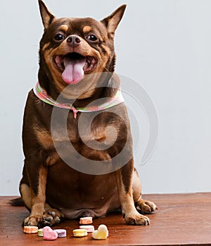 Fat Chihuahua dog, sitting on the desk.