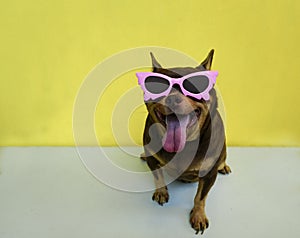 Fat Chihuahua dog wearing a pink glassed