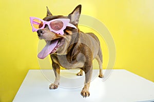 Fat Chihuahua dog wearing a pink glassed