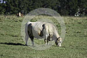 Fat crossbred cow grazing in the sunshine