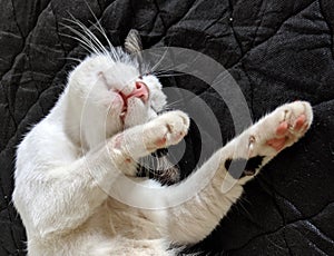 Fat, cute and adorable black and white cat.