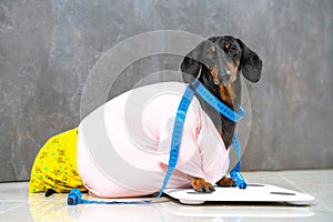 Fat dachshund on electronic scale wants to know its weight. Dog wrapped flexible centimeter ruler to make measurements