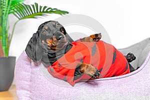 Fat dachshund puppy in a red T-shirt is lying in a pet bed with its belly up, close up. Stupid owners do not care about
