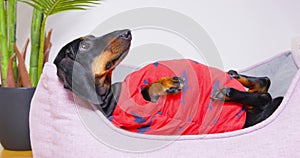 Fat dachshund puppy in red t-shirt is lying in a pet bed with its belly up. Irresponsible owner has overfed dog to the