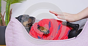 Fat dachshund puppy in red t-shirt is lying in pet bed with its belly up. Person pats the pet on the belly. Stupid owner