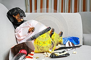 Fat dog couch potato eating a popcorn, chocolate, fast food and fell asleep watching television. Parody of a lazy person