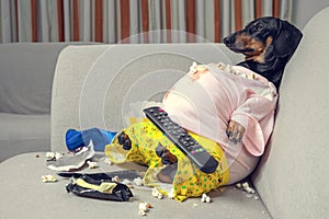 Fat dog couch potato eating a popcorn, chocolate, fast food and watching television. Parody of a lazy person