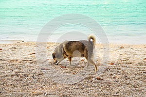 Fat dog pet walking on sand beach at coast with blue sea nature background. tourist relax vacation travel summer tropical on
