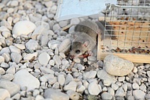 Fat dormouse in nature with trap