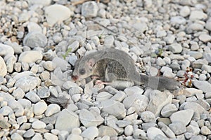 Fat dormouse on stone ground