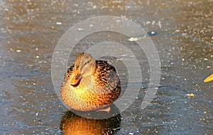 Fat duck sittiing on ice in frozen lake