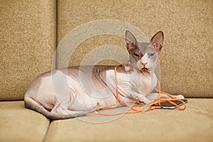 Fat Egyptian cat sitting with headphones on the sofa.