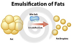 Fat Emulsification and Fat Digestion