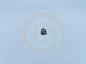 Fat engorged tick insect on white background
