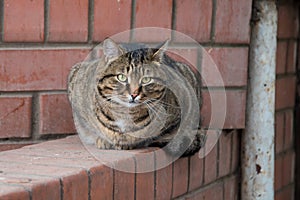 A fat, fat tabby cat sat snugly on the fence. Portrait close-up