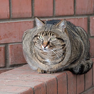 A fat, fat tabby cat sat snugly on the fence. Portrait of a square format, close-up