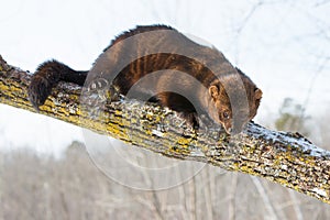 Fat fisher laying across tree