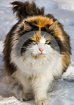 Fat fluffy cat goes in the snow