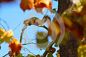 Fat Fox Squirrel