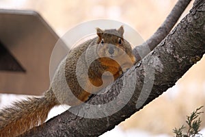 Fat fox Squirrel in tree