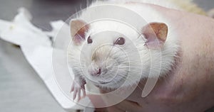 A fat funny rat sits in the doctor's hand and looks intently into the camera. In a veterinary clinic, a ratologist
