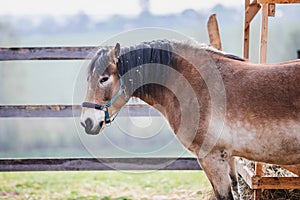 Fat gelding horse in paddock near fence