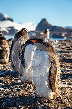 Fat gentoo penguin chick enjoing the sun with his flock at the Barrientos Island, Antarctic