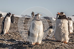 Fat gentoo penguin chick enjoing the sun with his flock at the Barrientos Island, Antarctic