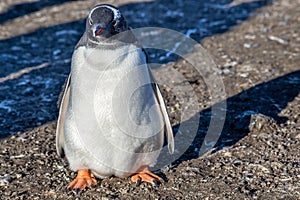 Fat gentoo penguin chick enjoing the sun light at the Barrientos Island, Antarctic