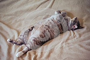 Fat gluttonous cat stretched out on a gray bedspread, belly close up