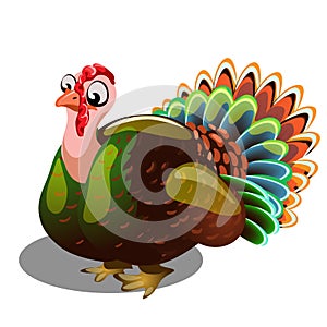 Fat gobbler isolated on white background. Vector cartoon close-up illustration.