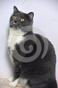 Fat gray cat with white breast sits