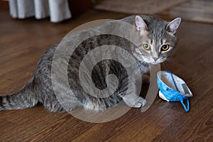 Fat gray tabby british cat sitting on the floor near a medical protective mask