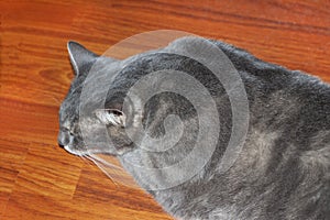 Fat gray tabby cat lies on the floor