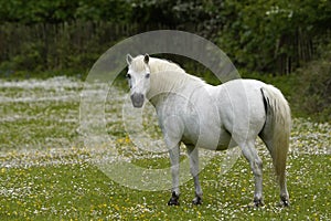 Fat grey pony in a wild flower meadow