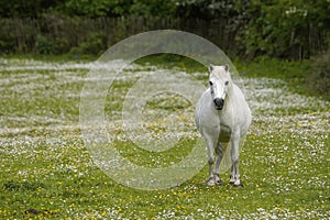 Fat grey pony in a wild flower meadow