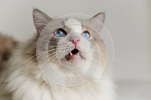 Fat grey ragdoll cat look up, sad face,  blue eyes, long hair