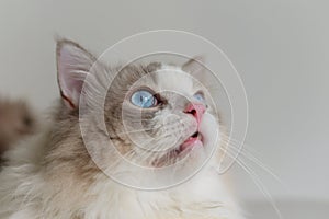 Fat grey ragdoll cat look up, side face,  blue eyes, long hair,pink nose