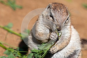 Fat ground squirrel eating green grass